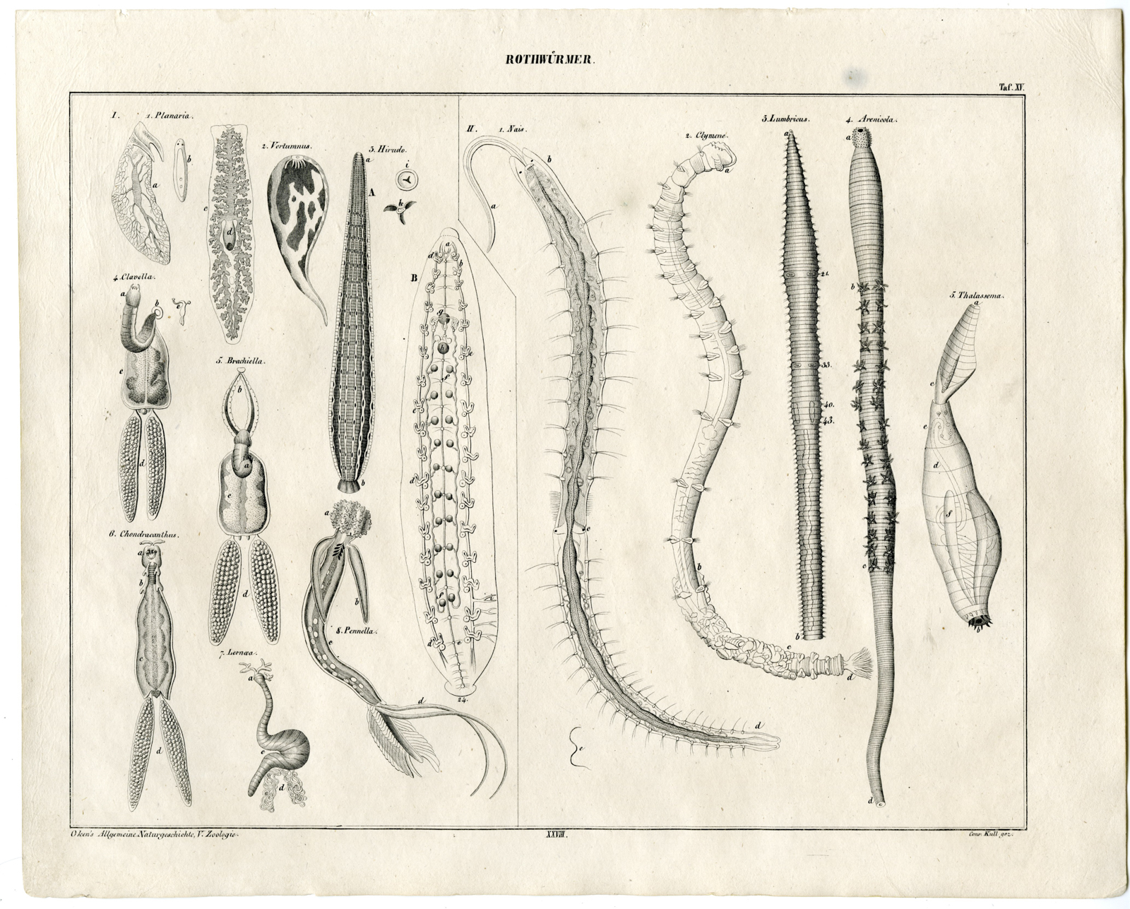 , Antique Print-REDWORMS-EARTHWORM-PPLANARIA-CLYMENE-Oken-1833, Pictura Antique Prints