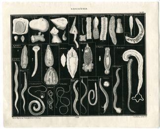 Antique Print-TAPEWORM-CESTODA-COENURUS-LIGULA-Oken-1833