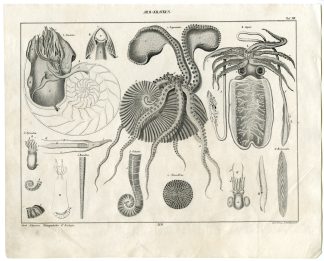 Antique Print-CEPHALOPODS-NAUTILUS-ARGONAUT-CUTTLEFISH-Oken-1833
