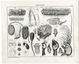 Antique Print-SALPA-PYROSOMA-DIAZONA-CRANIA-LINGULA-Oken-1833
