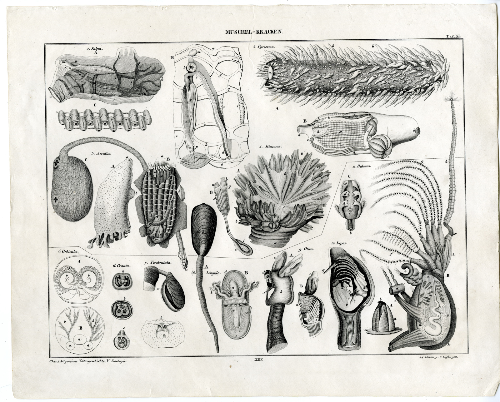 , Antique Print-SALPA-PYROSOMA-DIAZONA-CRANIA-LINGULA-Oken-1833, Pictura Antique Prints