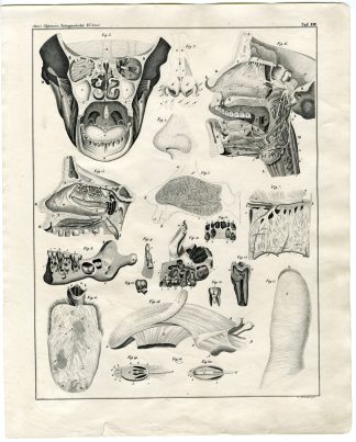 Antique Print-HUMAN ANATOMY-JAW-TEETH-SINUS-NOSE-Oken-1833