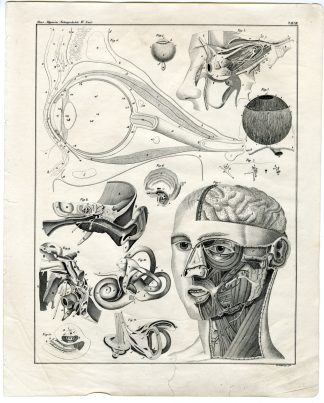 Antique Print-HUMAN ANATOMY-EYE-BRAIN-SKULL-Oken-1833