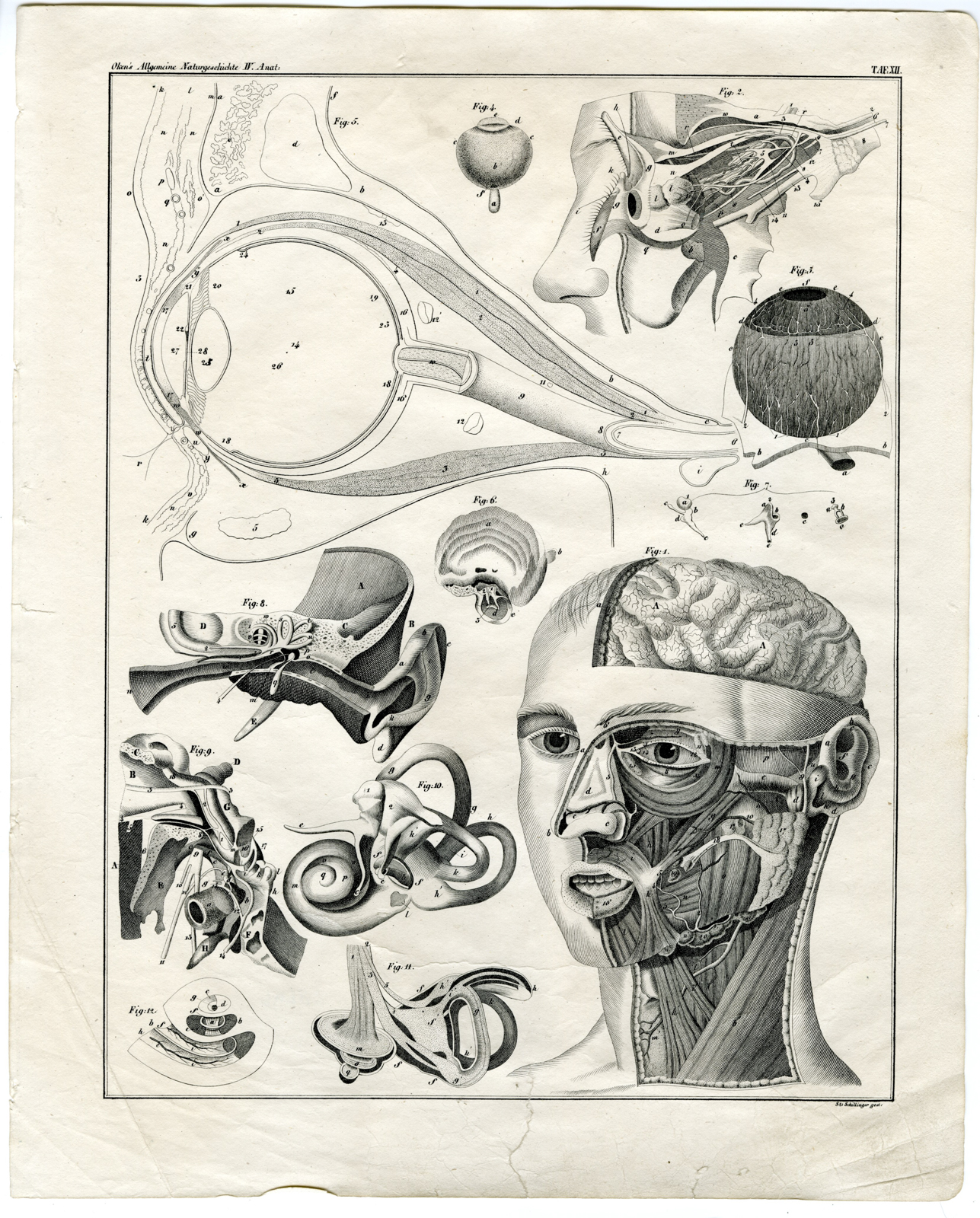 , Antique Print-HUMAN ANATOMY-EYE-BRAIN-SKULL-Oken-1833, Pictura Antique Prints