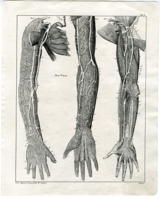 Antique Print-HUMAN ANATOMY-ARTERY-ARM-BLOOD VESSEL-VEIN-Oken-1833