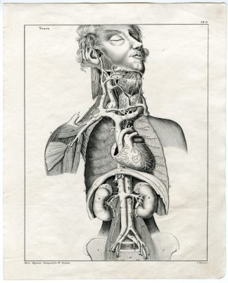 Antique Print-HUMAN ANATOMY-VEINS-ARTERY-BLOOD VESSEL-Oken-1833