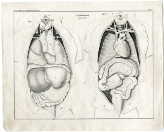 Antique Print-HUMAN ANATOMY-INTESTINE-GUTS-ORGANS-Oken-1833