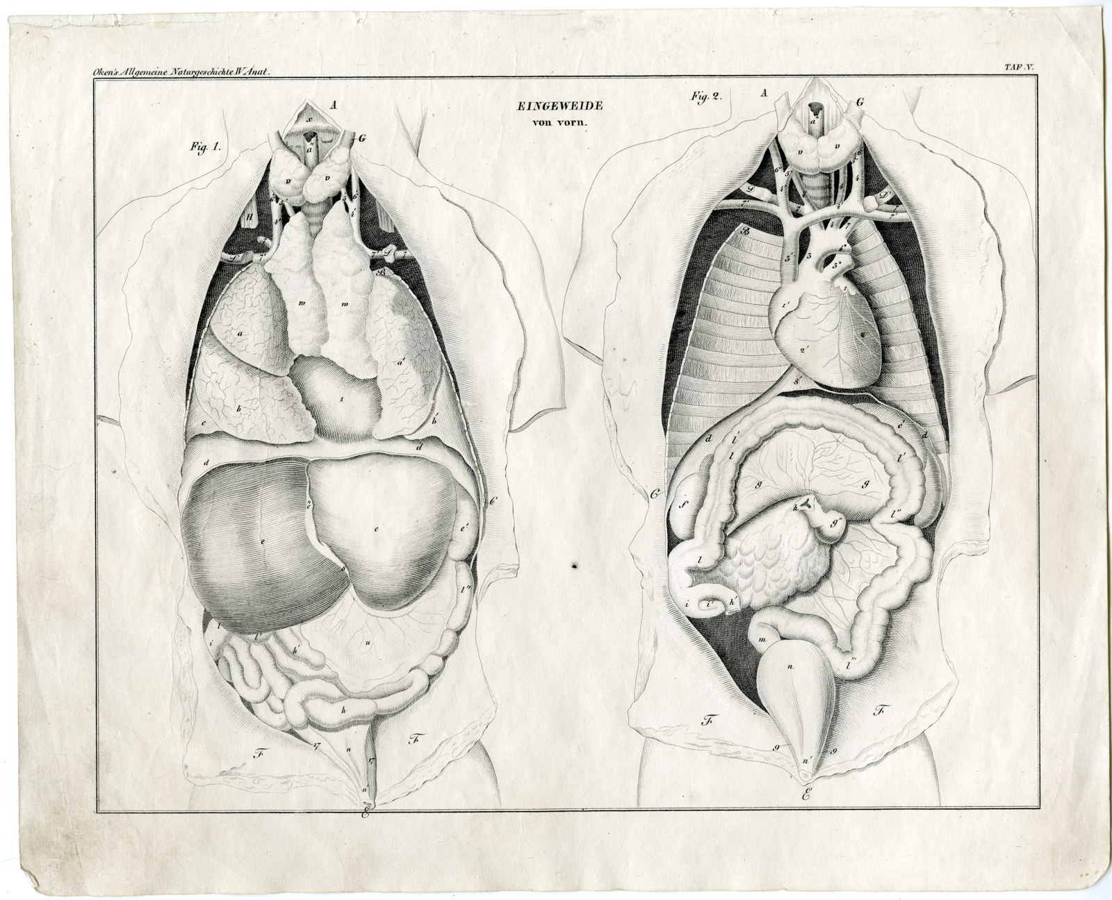 , Antique Print-HUMAN ANATOMY-INTESTINE-GUTS-ORGANS-Oken-1833, Pictura Antique Prints