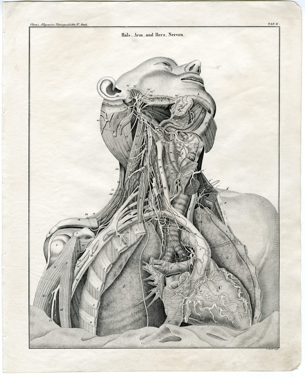 , Antique Print-HUMAN ANATOMY-ARM-NECK-HEART-NERVES-Oken-1833, Pictura Antique Prints