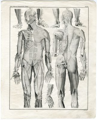 Antique Print-HUMAN ANATOMY-MUSCLE-TENDON-Oken-1833