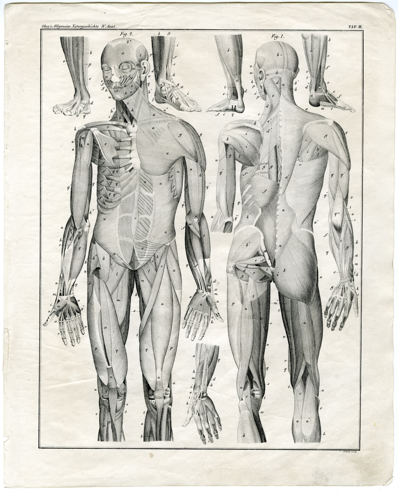, Antique Print-HUMAN ANATOMY-MUSCLE-TENDON-Oken-1833, Pictura Antique Prints