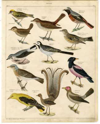 Antique Print-GOLDEN ORIOLE-LYRE BIRD-NIGHTINGALE-WREN-Susemihl-Oken-1833