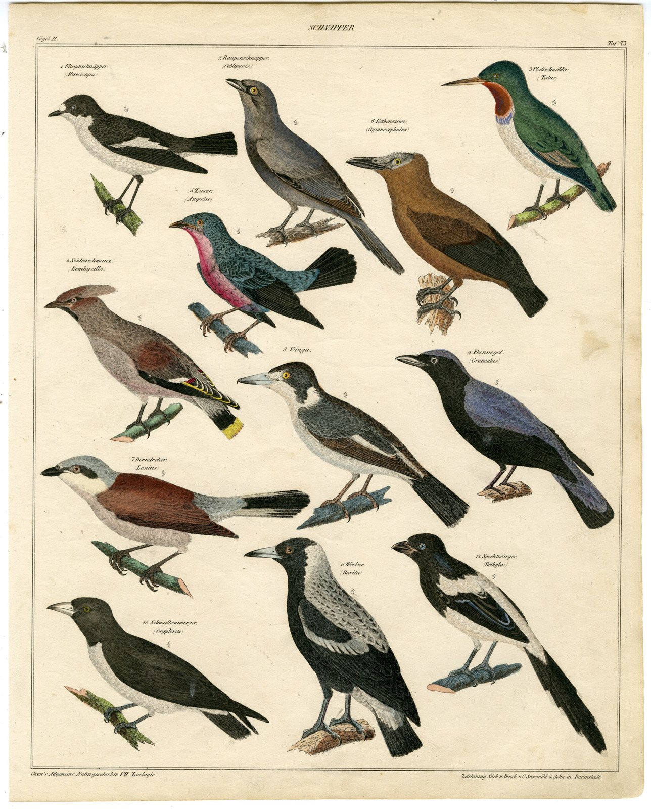 , Antique Print-FLYCATCHER-TODY-WAXWING-SHRIKE-VANGA-Susemihl-Oken-1833, Pictura Antique Prints