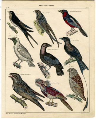 Antique Print-SWALLOW-MARTIN-SWIFT-DRONGO-OWL-NIGHTJAR-Soltukow-Oken-1833