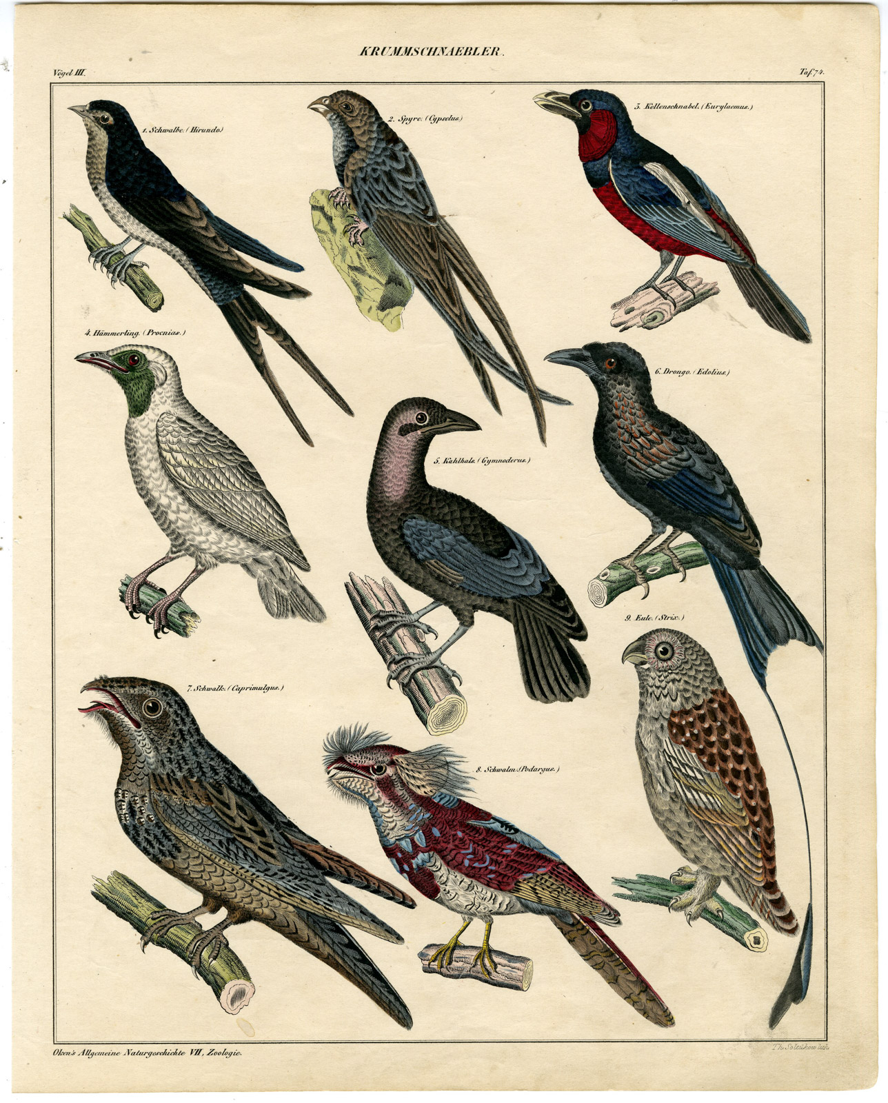 , Antique Print-SWALLOW-MARTIN-SWIFT-DRONGO-OWL-NIGHTJAR-Soltukow-Oken-1833, Pictura Antique Prints