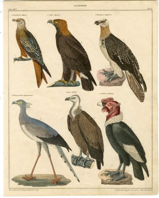 Antique Print-RED KITE-GOLDEN EAGLE-BEARDED VULTURE-CONDOR-Susemihl-Oken-1833