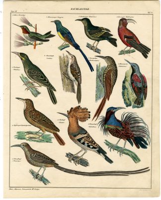 Antique Print-SUNBIRD-HOOPOE-CAPE SUGARBIRD-WALLCREEPER-Soltukow-Oken-1833