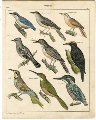 Antique Print-NUTHATCH-KINGFISHER-WRYNECK-WOODPECKER-Schillinger-Oken-1833
