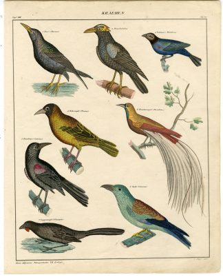 Antique Print-BIRD OF PARADISE-STARLING-COWBIRD-CROW-Mayer-Oken-1833