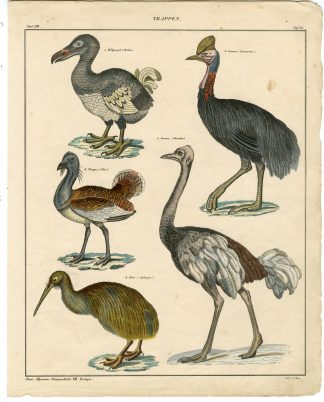 Antique Print-DODO-CASSOWARY-OSTRICH-GREAT BUSTARD-KIWI-Rees-Oken-1833