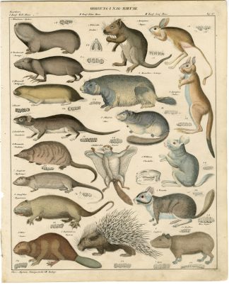 Antique Print-CAPYBARA-FLYING SQUIRREL-BEAVER-PORCUPINE-MUSKRAT-Schach-Oken-1833