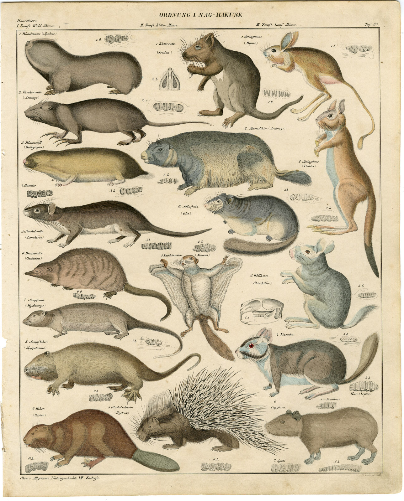 , Antique Print-CAPYBARA-FLYING SQUIRREL-BEAVER-PORCUPINE-MUSKRAT-Schach-Oken-1833, Pictura Antique Prints