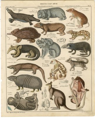 Antique Print-PLATYPUS-WOMBAT-ANTEATER-KOALA-ARMADILLO-Soltukow-Oken-1833