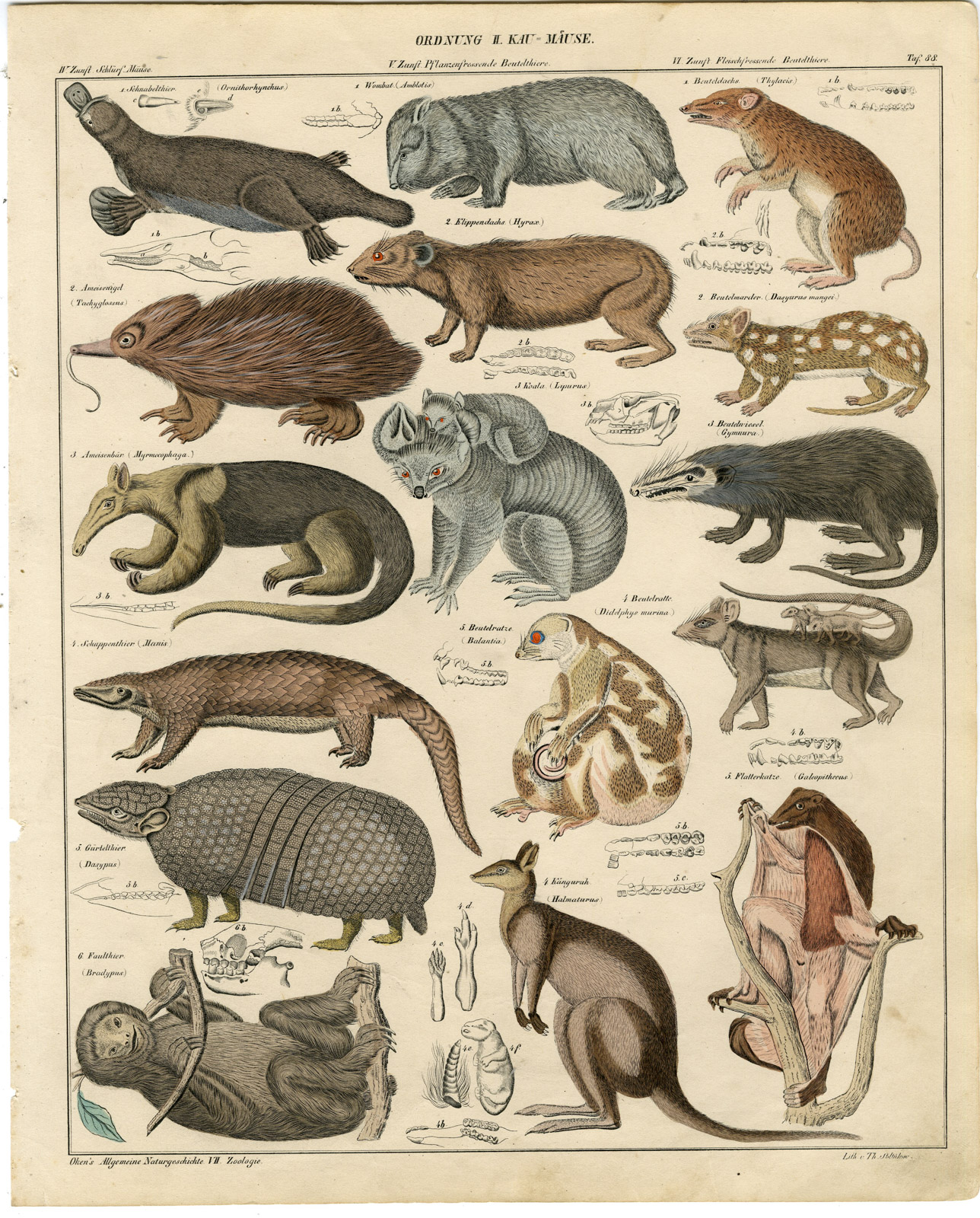 , Antique Print-PLATYPUS-WOMBAT-ANTEATER-KOALA-ARMADILLO-Soltukow-Oken-1833, Pictura Antique Prints
