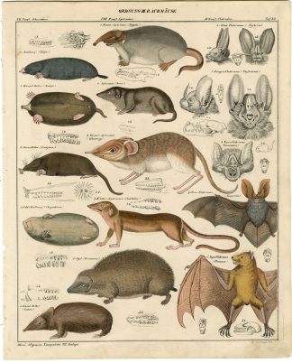 Antique Print-MOLE-BAT-FLYING FOX-HEDGEHOG-SHREW-MOUSE-Schillinger-Oken-1833