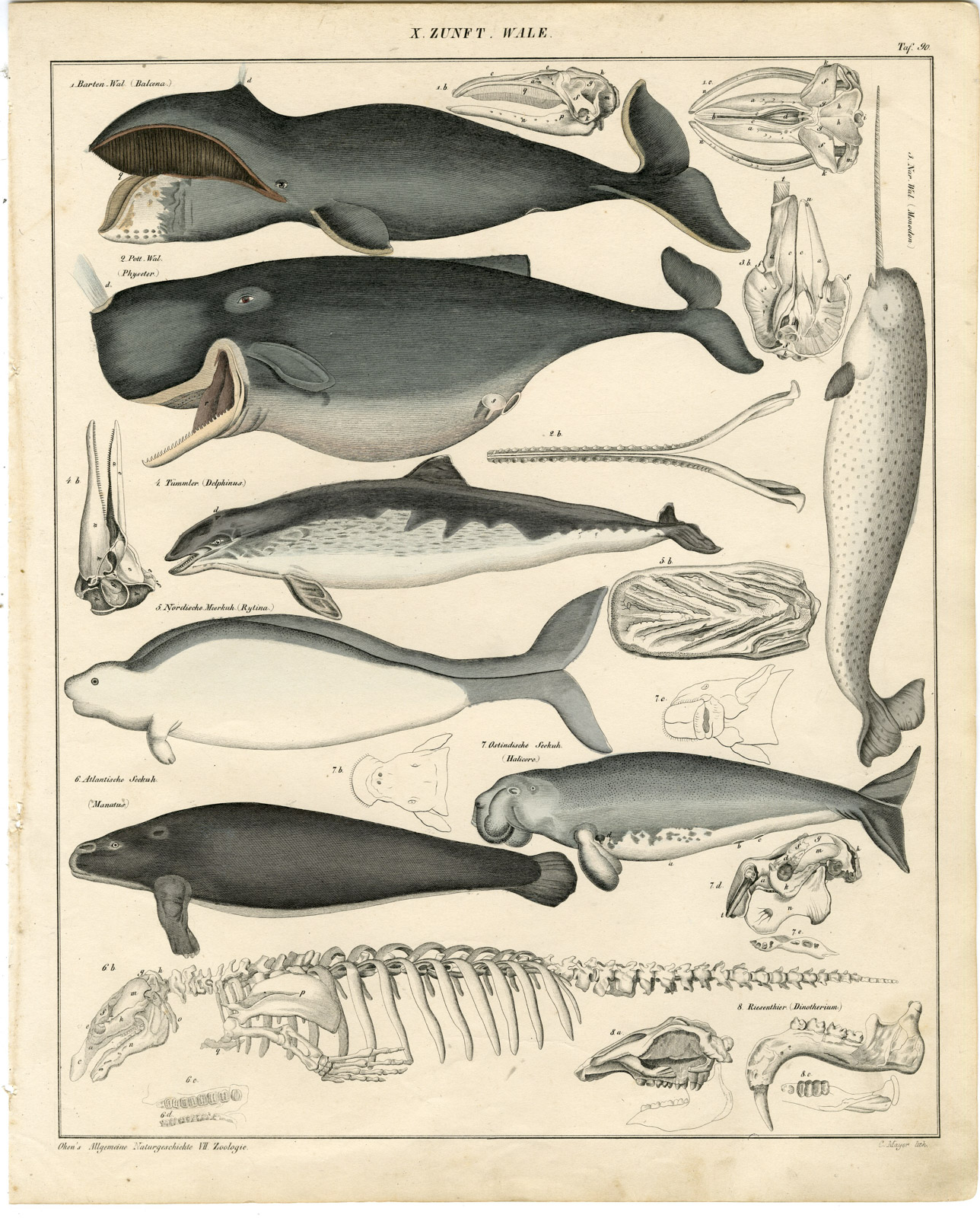, Antique Print-MANATEE-DUGONG-BOWHEAD-SPERM WHALE-DOLPHIN-Mayer-Oken-1833, Pictura Antique Prints
