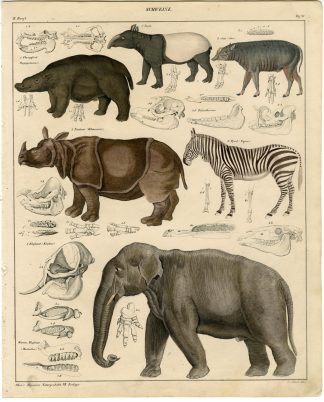 Antique Print-ASIAN ELEPHANT-RHINOCEROS-TAPIR-HIPPOPOTAMUS-Schach-Oken-1833