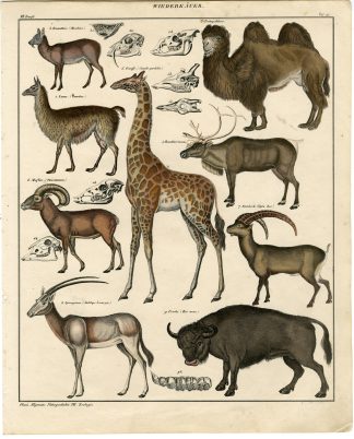 Antique Print-GIRAFFE-LAMA-CAMEL-REINDEER-ANTELOPE-IBEX-Reos-Oken-1833