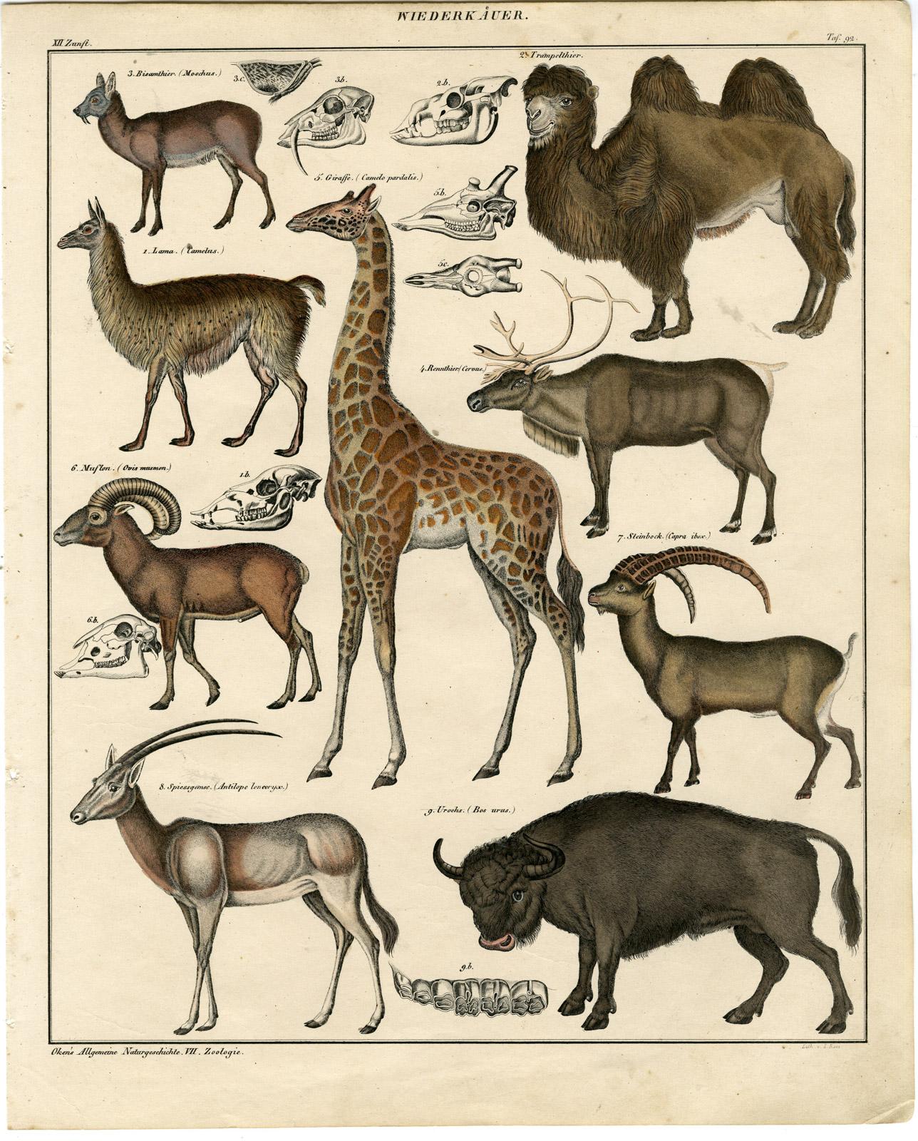 , Antique Print-GIRAFFE-LAMA-CAMEL-REINDEER-ANTELOPE-IBEX-Reos-Oken-1833, Pictura Antique Prints