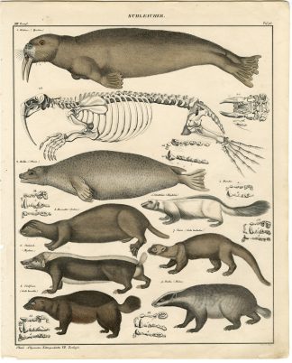 Antique Print-SEA OTTER-SEAL-WALRUS-BADGER-SKUNK-WOLVERINE-Rees-Oken-1833