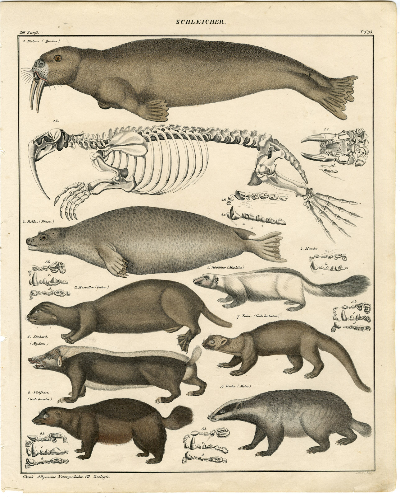 , Antique Print-SEA OTTER-SEAL-WALRUS-BADGER-SKUNK-WOLVERINE-Rees-Oken-1833, Pictura Antique Prints