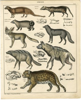 Antique Print-JAGUAR-HYENA-MONGOOSE-FENNEK-ARCTIC FOX-Soltukow-Oken-1833
