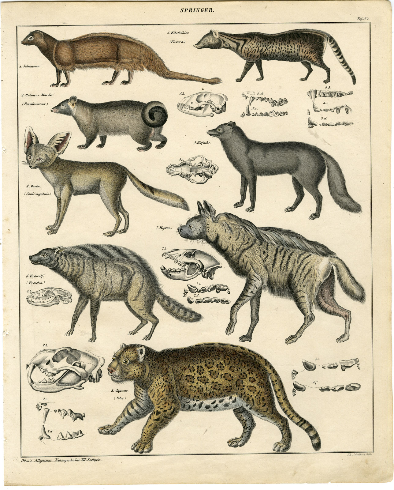 , Antique Print-JAGUAR-HYENA-MONGOOSE-FENNEK-ARCTIC FOX-Soltukow-Oken-1833, Pictura Antique Prints