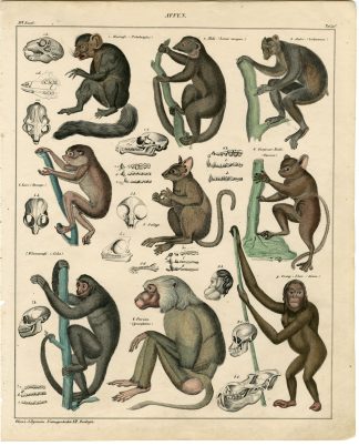 Antique Print-BABOON-MONKEY-ORANGUTAN-MAKI-LORI-LEMUR-Oken-1833