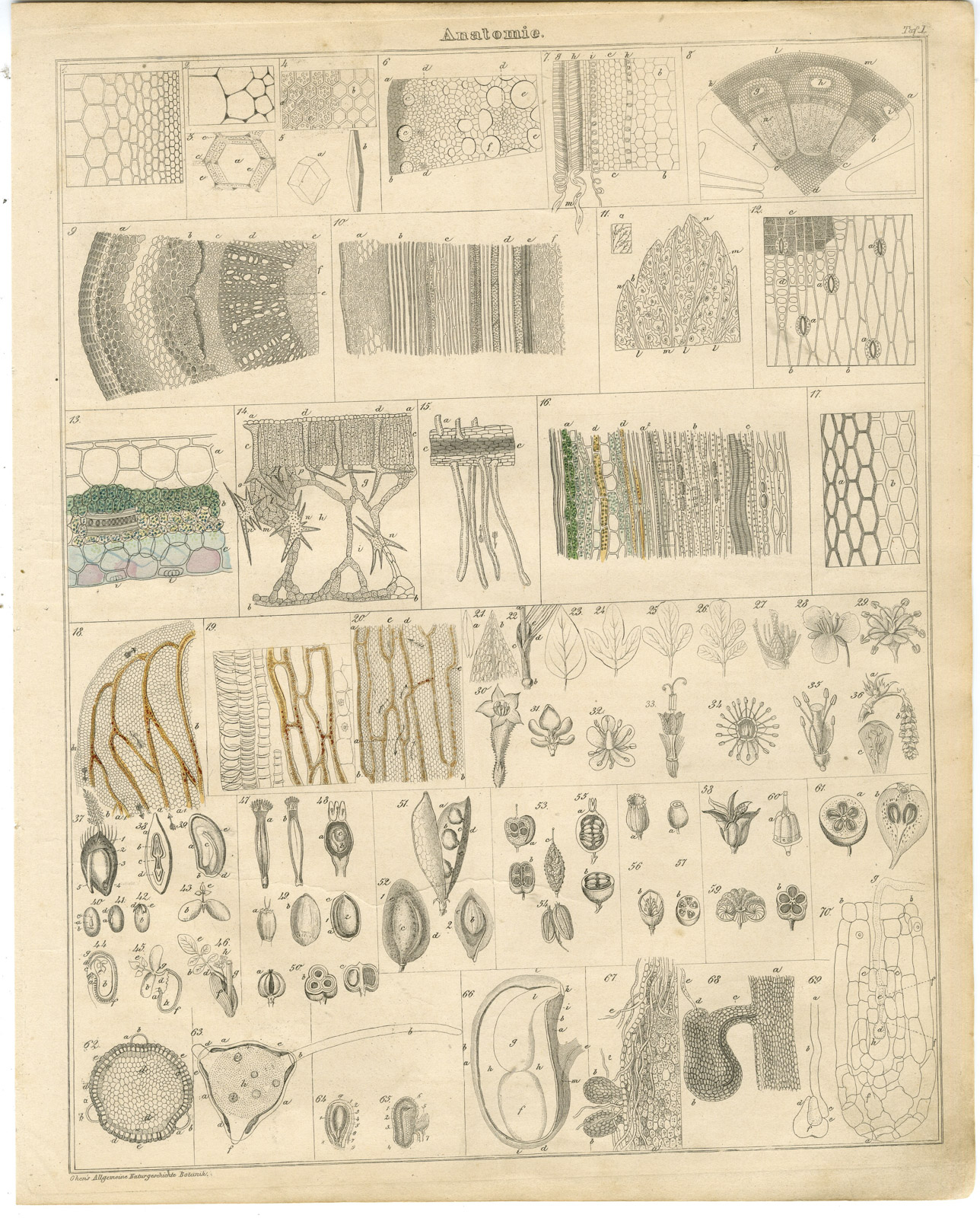 , Antique Print-PLANT ANATOMY-CELL-SEED-LEAF-POLLEN-SAP-Oken-1833, Pictura Antique Prints