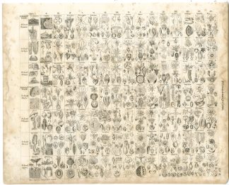 Antique Print-PLANT CLASSIFICATION-TABEL-ORDER-FAMILY-Oken-1833