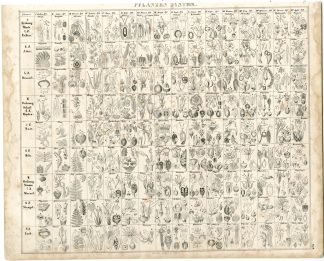 Antique Print-PLANT CLASSIFICATION-TABEL-ORDER-FAMILY-Oken-1833