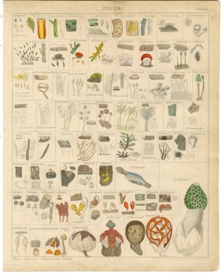 Antique Print-MUSHROOM-FUNGI-STINKHORN-PUFFBALL-MOLD-Oken-1833