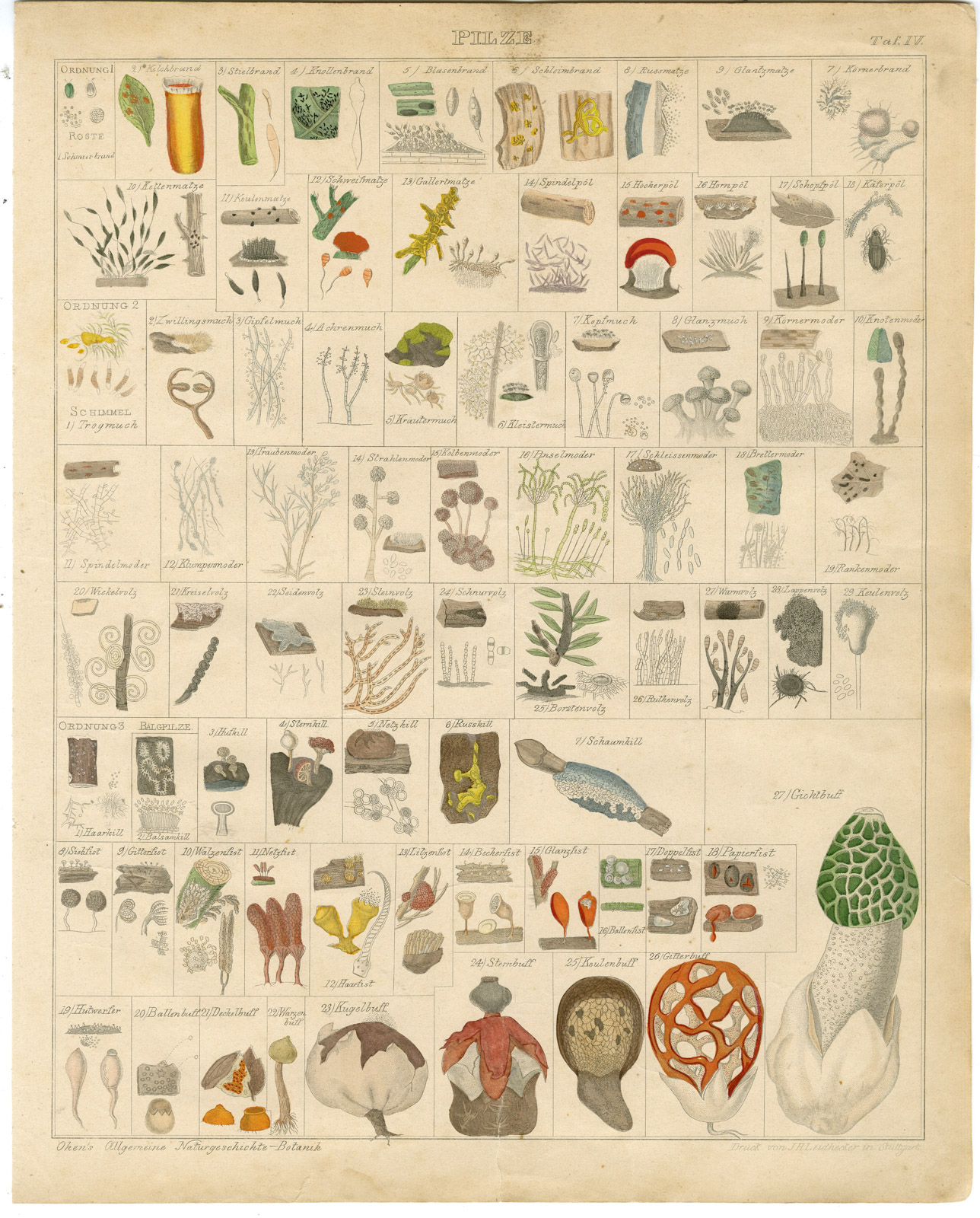, Antique Print-MUSHROOM-FUNGI-STINKHORN-PUFFBALL-MOLD-Oken-1833, Pictura Antique Prints