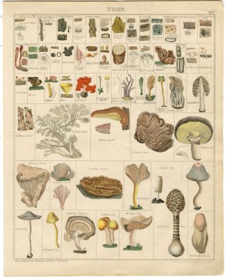 Antique Print-MUSHROOM-FUNGI-CHANTERELLE-PARASOL-TRUFFLE-Oken-1833