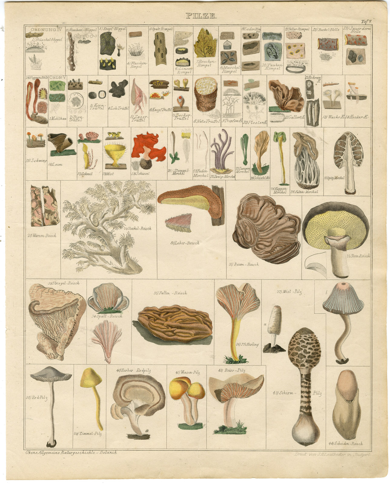 , Antique Print-MUSHROOM-FUNGI-CHANTERELLE-PARASOL-TRUFFLE-Oken-1833, Pictura Antique Prints