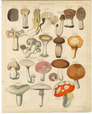 Antique Print-MUSHROOM-FUNGI-CHANTERELLE-MILKCAP-MOREL-Oken-1833