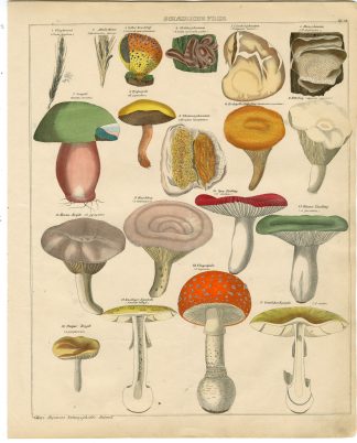 Antique Print-MUSHROOM-FUNGI-FLY AGARIC-LURID BOLETE-Oken-1833