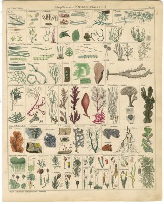 Antique Print-MOSS-LICHEN-ICELAND-PORPHYRA-HYPNUM-Oken-1833