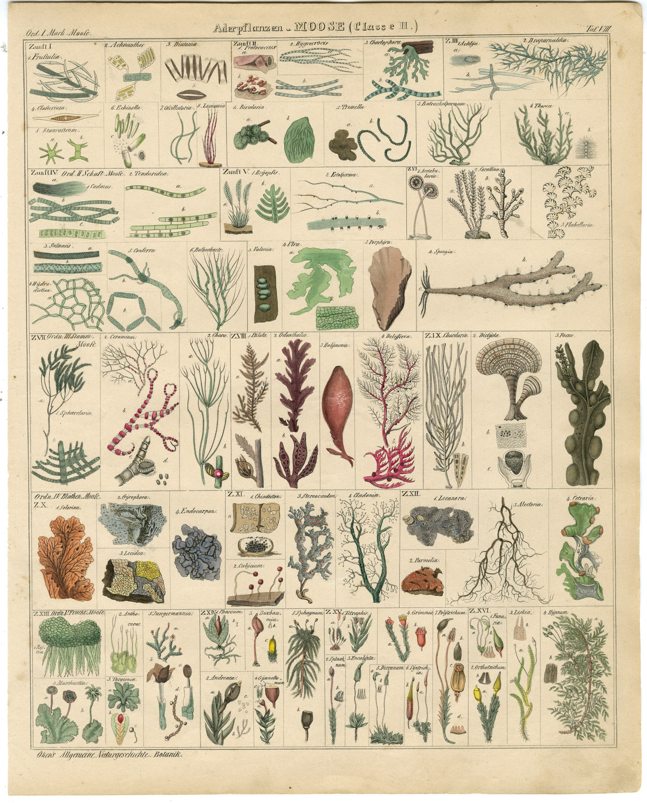 , Antique Print-MOSS-LICHEN-ICELAND-PORPHYRA-HYPNUM-Oken-1833, Pictura Antique Prints