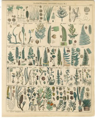 Antique Print-FERN-TAXUS-POLYPODIUM-BLECHNUM-ASPIDIUM-Oken-1833